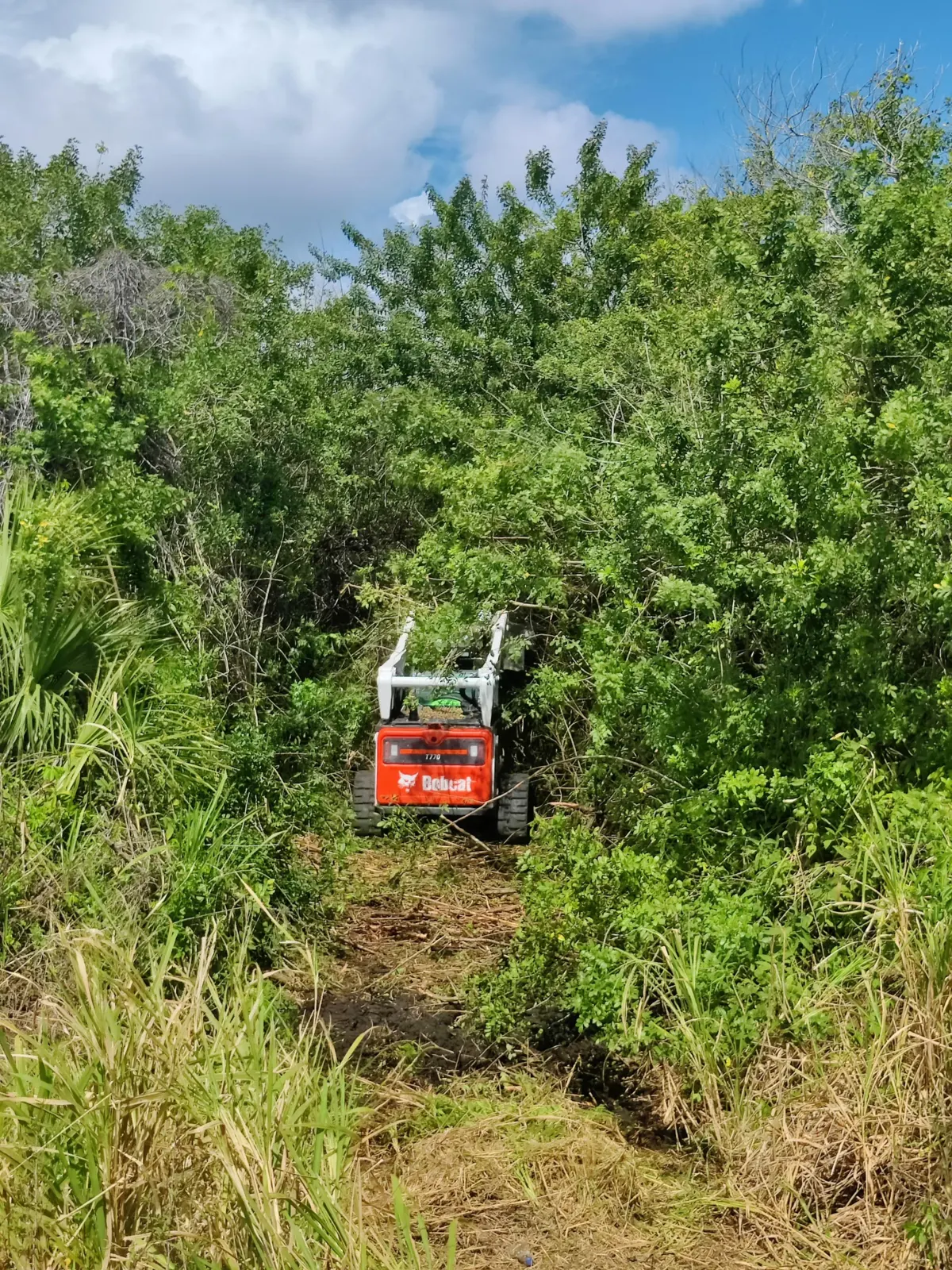 Brush Clearing / Blackberry Removal