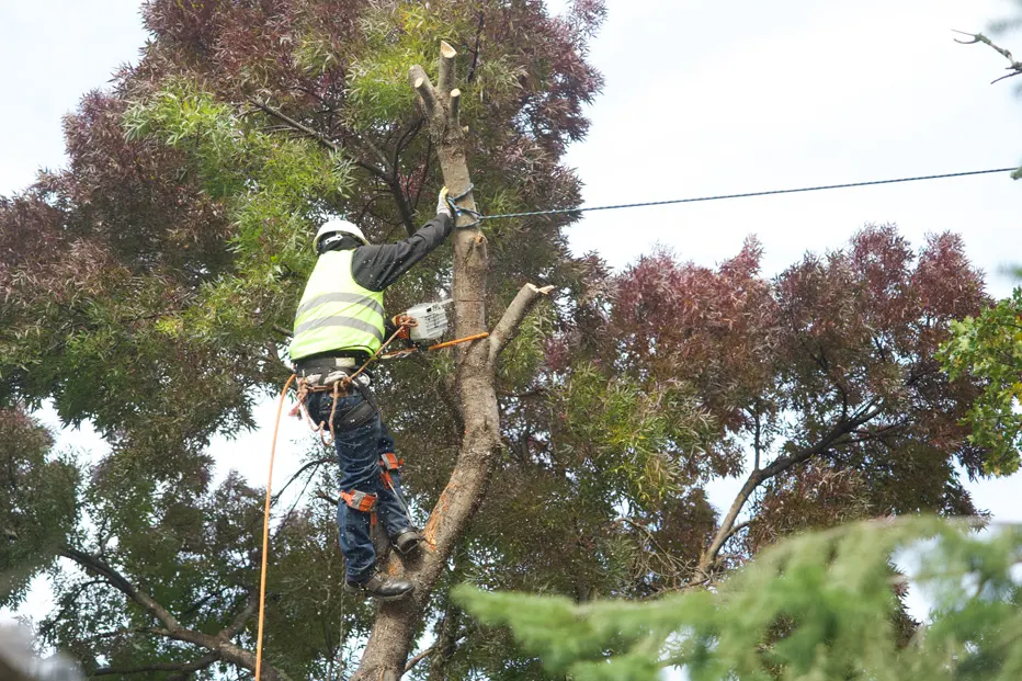 Tree Service